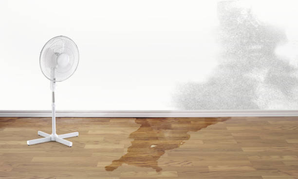 Best Water damage repair service  in Rocky Mount, NC